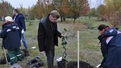Журналистская аллея сирени появилась в Ботаническом саду БелГУ