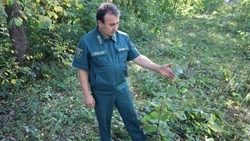 Сотрудники ОКУ «Прохоровское лесничество» отметили свой профессиональный праздник