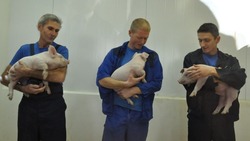 Прохоровский район сохранил лидирующие позиции по производству мяса свинины в прошлом году