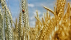 Хозяйства Прохоровского района показали высокую урожайность зерновых