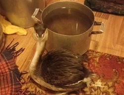 Инспекторы Экоохотнадзора по региону и неравнодушные жители помогли Птице года