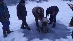 Холоднянцы запустили малька карпа в пруд в Прохоровском районе