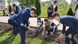 Будущие выпускники посадили розы на аллее возле Прохоровской гимназии