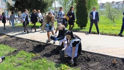 Прохоровские выпускники поддержали традицию высадки роз на аллее у гимназии