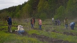 Прохоровцы высадили 4 тыс. саженцев сосны обыкновенной в рамках акции «Дерево памяти»