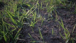 Аграрии Прохоровского района продолжили сев озимой пшеницы