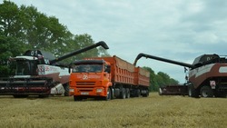 В  Прохоровском районе начался обмолот ранних зерновых культур и сев сидератов