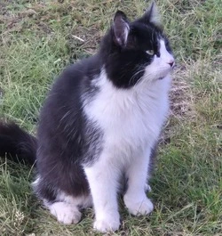 Специалисты Прохоровской ветстанции рассказали о вакцинации домашних животных