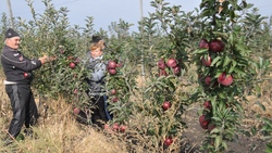Белый сад: яблоневые перспективы. Профессия садовода стала популярной в районе