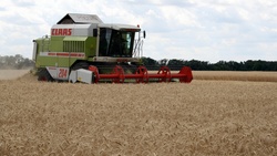 Валовой сбор зерна составил 1,4 млн тонн в Белгородской области на 22 июля