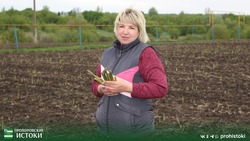 Фермеры Костюковы из Прохоровского района приступили к сбору урожая спаржи