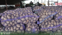 КФХ «Славянское» приступило к уборке картофеля в Прохоровском районе