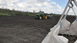 Два сельхозпредприятия Прохоровского района уже посадили 625 га картофеля