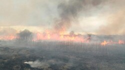 Пожарные Белгородской области за прошедшую неделю потушили 99 ландшафтных возгораний