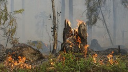 Белгородские власти перейдут от предупреждений к наказанию штрафами за сжигание травы