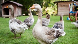 Ветеринары приступили к вакцинации птицы в Прохоровском районе
