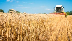 Вячеслав Гладков заявил о достижении рекордной урожайности озимой пшеницы в Белгородской области