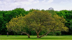 Прохоровские любители фотографии смогут принять участие в конкурсе старовозрастных деревьев