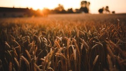 Россельхозцентр отметил высокую сортовую чистоту посевов на белгородских полях