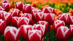 Белгородские власти сообщили о посадке 2 млн луковиц тюльпанов в областной столице