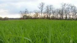 Прохоровские хозяйства приступили ко второй подкормке озимых культур азотными удобрениями