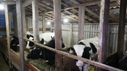 Вячеслав Гладков встретился с заключившим соцконтракт участником СВО