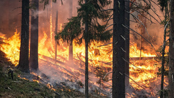 Управление безопасности Прохоровской администрации предупредило о запрете сжигания травы