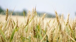 Белгородские власти начали разрабатывать программу по импортозамещению семян