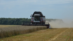 Аграрии Прохоровского района продолжили уборку зерновых и зернобобовых культур