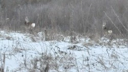 Зимний учёт животных стартовал в Прохоровском районе