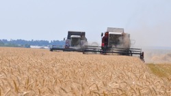 Прохоровские аграрии убрали более 30 % зерновых культур с полей района