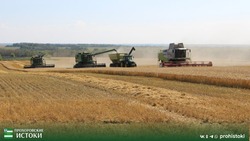Золото нового урожая. Прохоровские аграрии активно начали уборочную кампанию