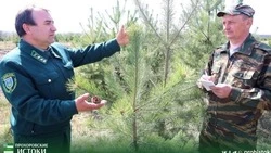 Охрана хвойных лесов усилена в Прохоровском мунокруге