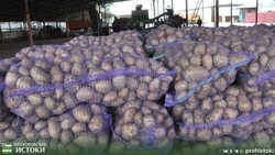 Аграрии Прохоровского района активно убирают урожай картофеля