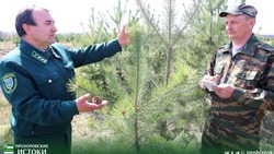 Сотрудники «Прохоровского лесничества» напомнили о наказании за незаконную вырубку еловых деревьев  