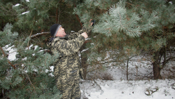 Белгородские лесоводы собрали почти 16 тонн сосновых шишек