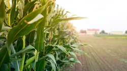 Прохоровские аграрии приступили к уборке кукурузы на силос 